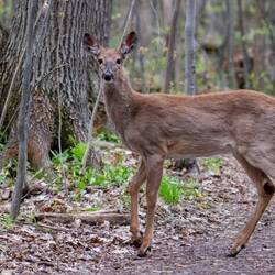 white tailed deer beim Joggen