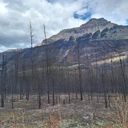 Oder was nach den Bränden so übrig ist