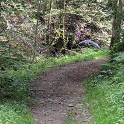 a grey heron accompanied me for a few meters in a safe distance