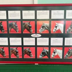 The Grand Hotel carriage horses.