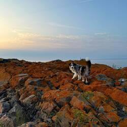 Rocks covered with orange lichen
