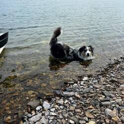 Waiting for the stick toss