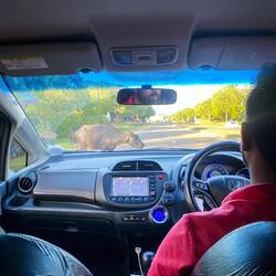 Attraversamento bovini coraggiosi