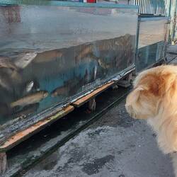 Herr Linguini vor nem Aquarium🧐