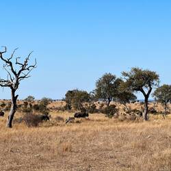 gli elefantini non deludono mai