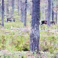 weißes Rentierkalb 🤍😍