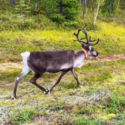 Schwedisches Rentier
