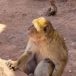 Auf dem Weg nach oben lebt eine kleine Kolonie Affen, die man füttern und fotografieren kann