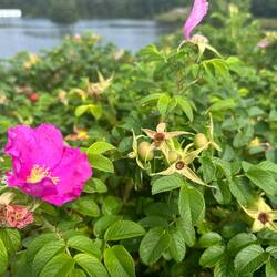 I think these are partridge berries.