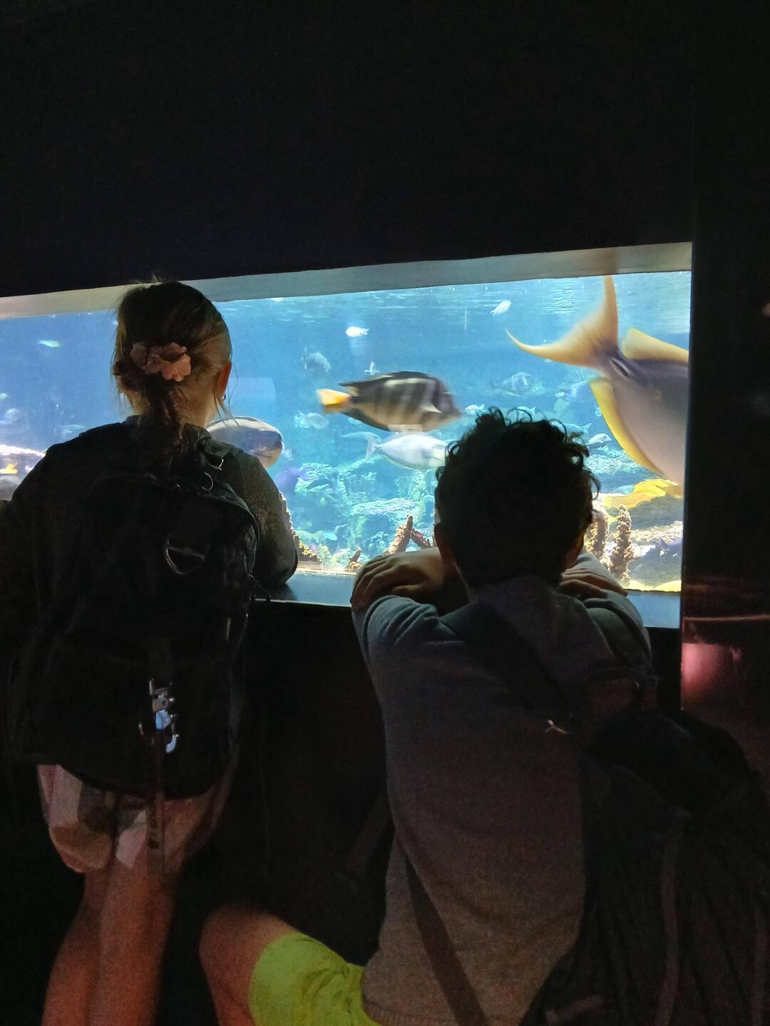 Visite de l'aquarium