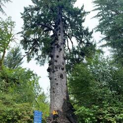 Big Sitka spruce tree