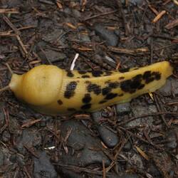 Banana Slug