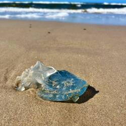 ..Blaue Nesselquallen..