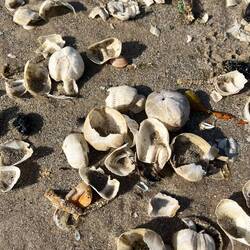 ..und zahlreiche Skelette des Herzigels.