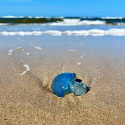 ..angespülte, fast unecht wirkende..