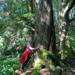 Trees 💚
