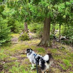 Our trail blazing attempt. Seems easy until it's not