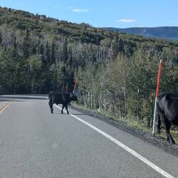 Open Range = keine Zäune für die Tiere am Highway.