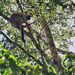 Tree Kangaroo