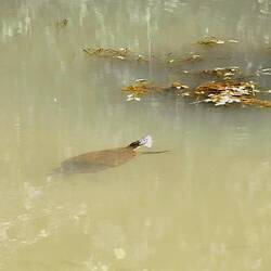 Turtle with dinner