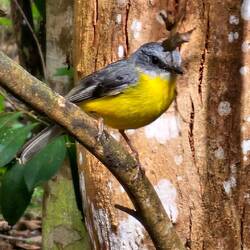 Eastern Yellow Robin