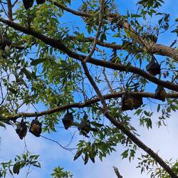 Flying Foxes (Bats)