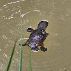 Playful Platypus