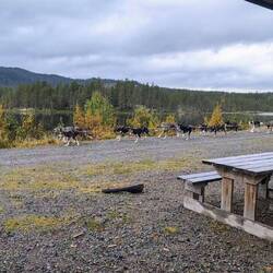 So trainiert man hier viele Hunde auf einmal. 😃