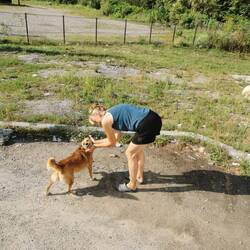 Hunde 🐕 🐕 - ich mag sie halt