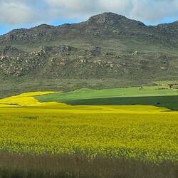 Canola fields as far you can see near Porterville 🌼🌼