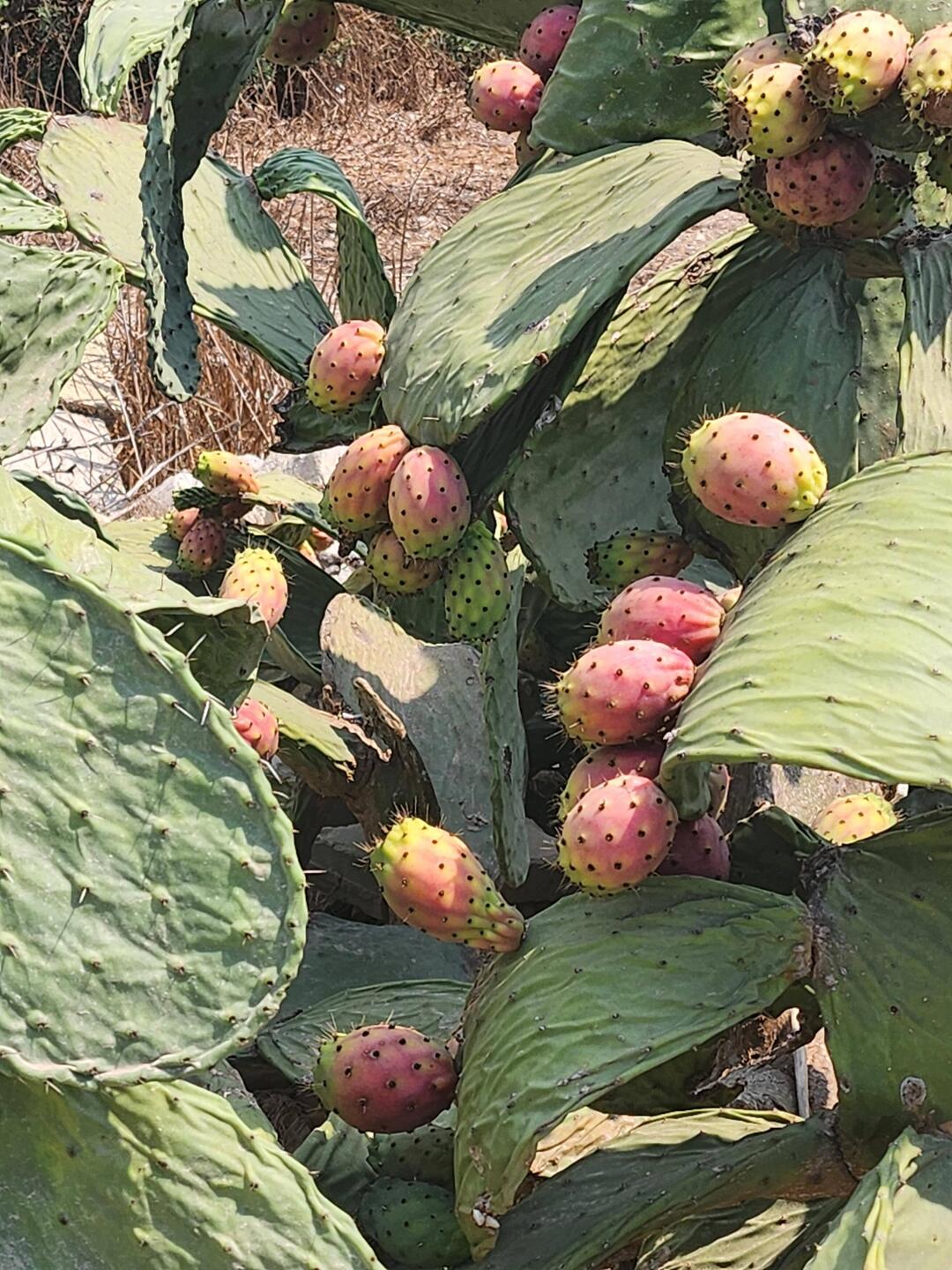 Prickly Pear everywhere