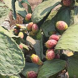 Prickly Pear everywhere