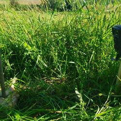 A wolf and chicken meat?