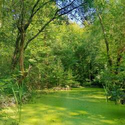 Everglades mood 🌿🦟🦖!