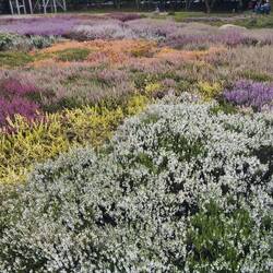 Heide in den unterschiedlichsten Farben.