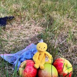 Des bons fruits du jardin
