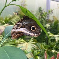 One of many pretty butterflies