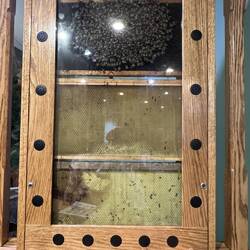 Beehive display