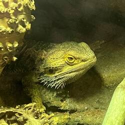 Bearded Dragon