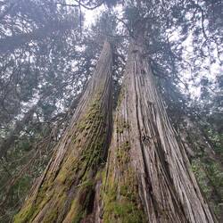 1000 Jahre alt, 60 Meter hoch