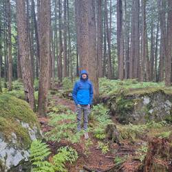 Gemäßigter Regenwald