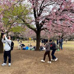 Die ersten Sakura-Bäume blühen in Tokio