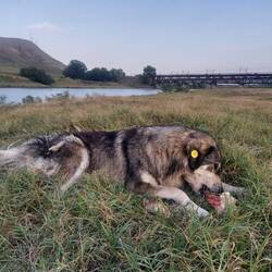 Herrn Linguini's Spielgefährtin