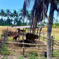 Balinesischer Kuhstall