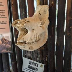 Gewildertes Nashorn. Einschussloch und Axthiebe sind erkennbar.