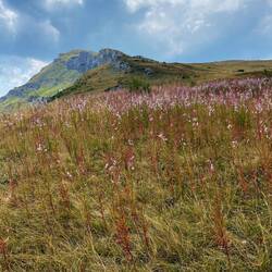 Überall gibt's diese schönen rosa Blumen