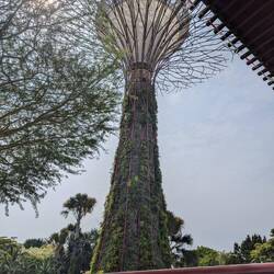 Iconic 'tree'