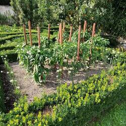 nicht nur Blumen, auch Gemüse !