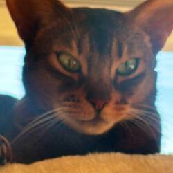 Goodbye cantankerous cat!