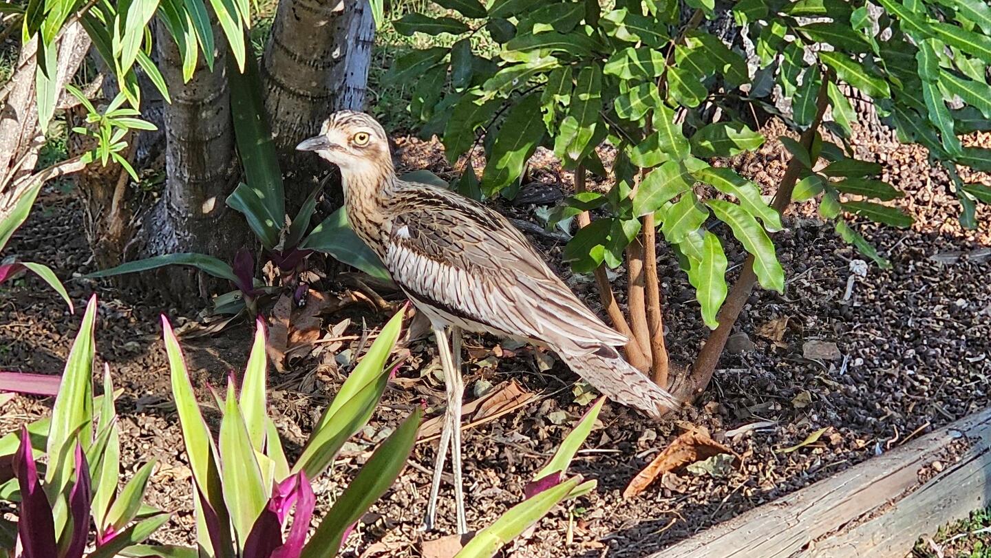 Stone Curlew